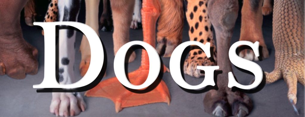 Title banner representing that this page displays the available dogs of movie animal company Paws For Effect. Background shows feet of various animals (Paws For Effect logo) and text read "DOGS".