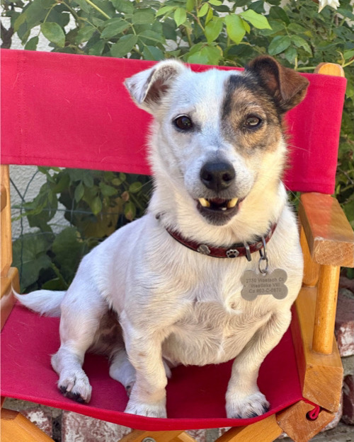 Trained Jack Russell Terrier sits on a red director's chair and looks at camera for a photoshoot.