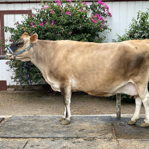 Brown Jersey cow stands in front of barn.