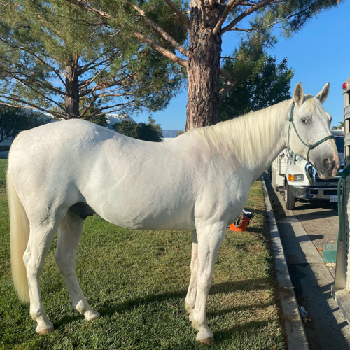 Trained white movie horse stands outside.