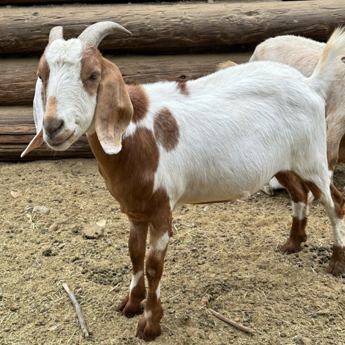 Trained white & brown goat stands outside.