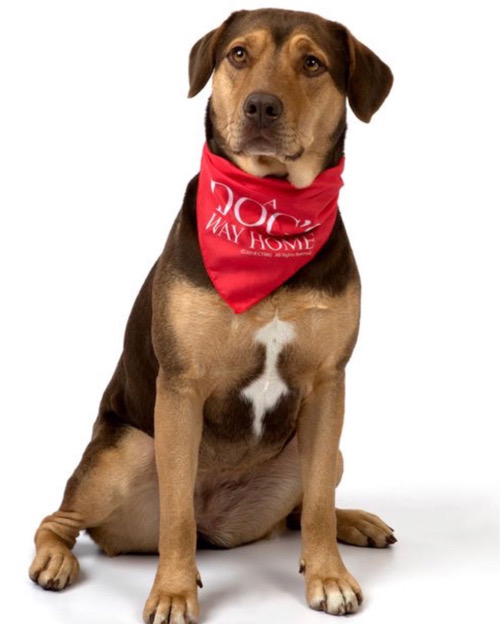 Shelby, a brown and tan Shepherd lab mix dog and star of the movie A Dog's Way Home, wears a red bandana that reads "A Dog's Way Home" during a photoshoot