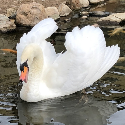 Beautiful white swan swims in small pond.