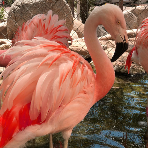 Closeup of beautiful pink Flamingo standing in a pond with other famingoes in the background.
