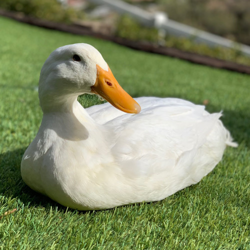 Trained white duck with orange beak sits on grass.