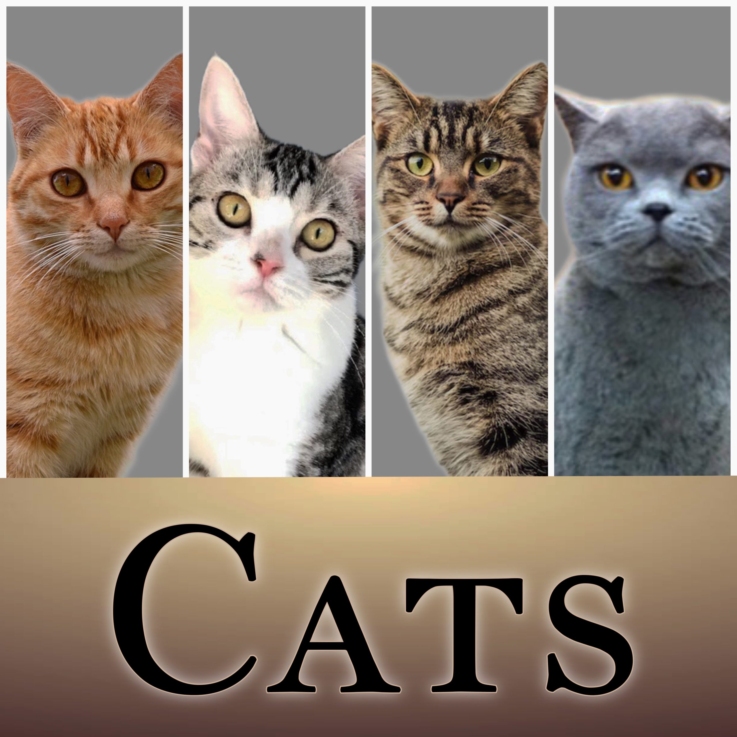 A graphic representing trained cats & cat trainers that are available to hire for movies, TV and print. There is an orange tabby, a silver tabby, a brown tabby and a grey cat. The text reads "CATS". Click to hire a cat actor.