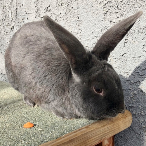 Trained charcoal colored rabbit on top of hutch.