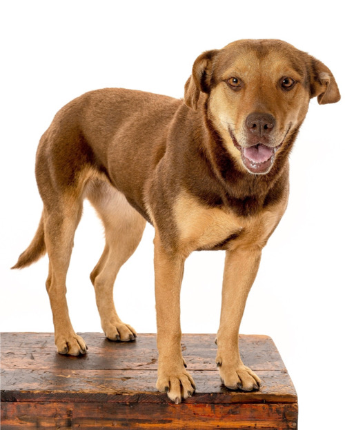A trained brown Lab mix stands on a box for a photoshoot.