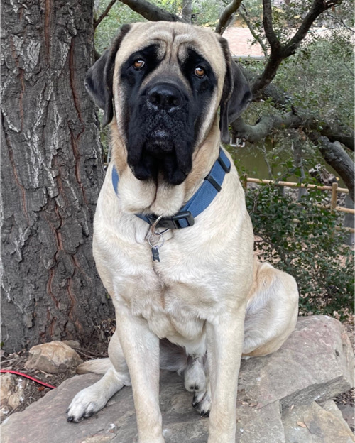 A trained tan and black English Mastiff sits on a rock.