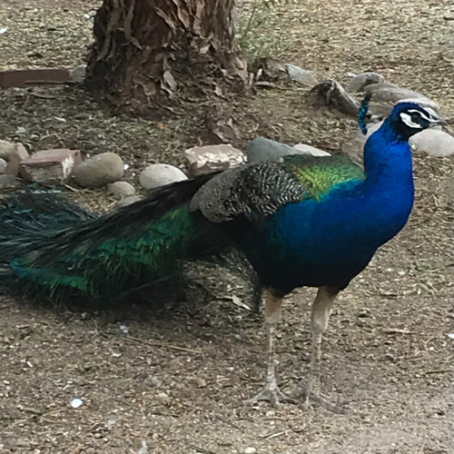 Trained peacock stands outside with tail down.