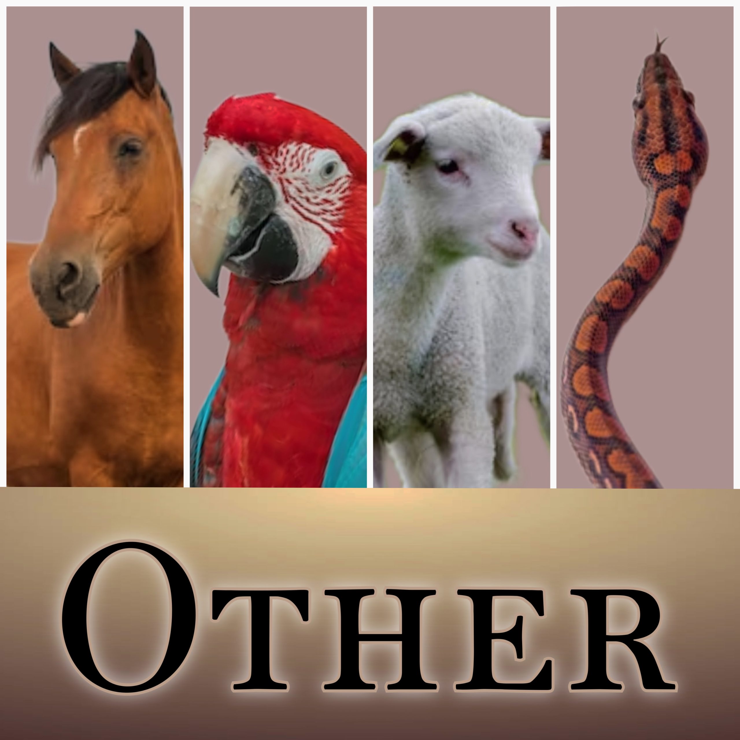 A graphic representing other animals that are available for movie, tv & print work through Paws For Effect. There is a horse, a macaw & lamb and a snake pictured. Text reads "OTHER".