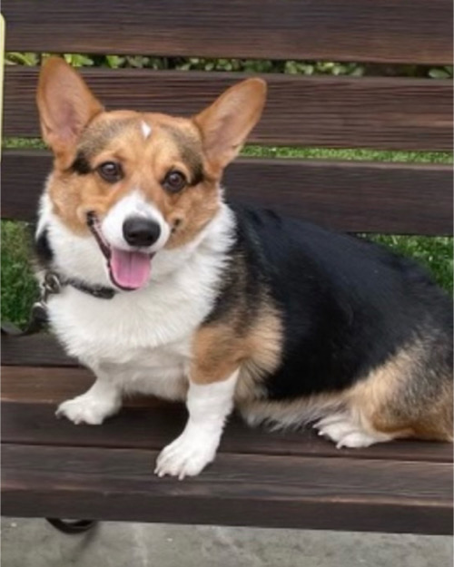 A trained tri-colored Corgi sitting on a bench.