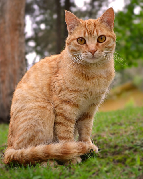 Trained Orange Tabby cat sits on grass.