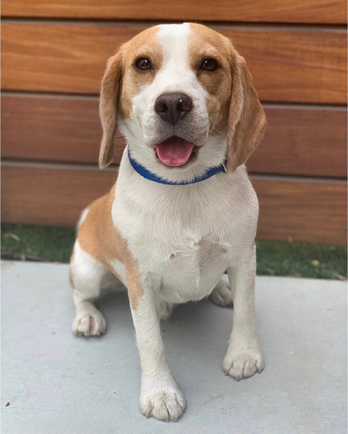 Trained lemon Beagle sitting and smiling.