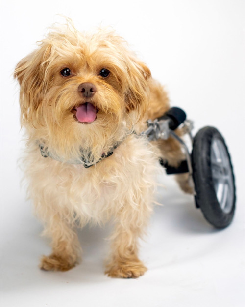 A fluffy little apricot colored terrier mix dog model using a doggy wheelchair stands facing camera during a photoshoot against a white backdrop.