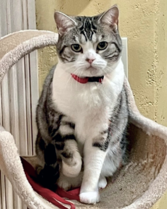 Silver tabby cat with white chest sits on cat tree and looks at camera