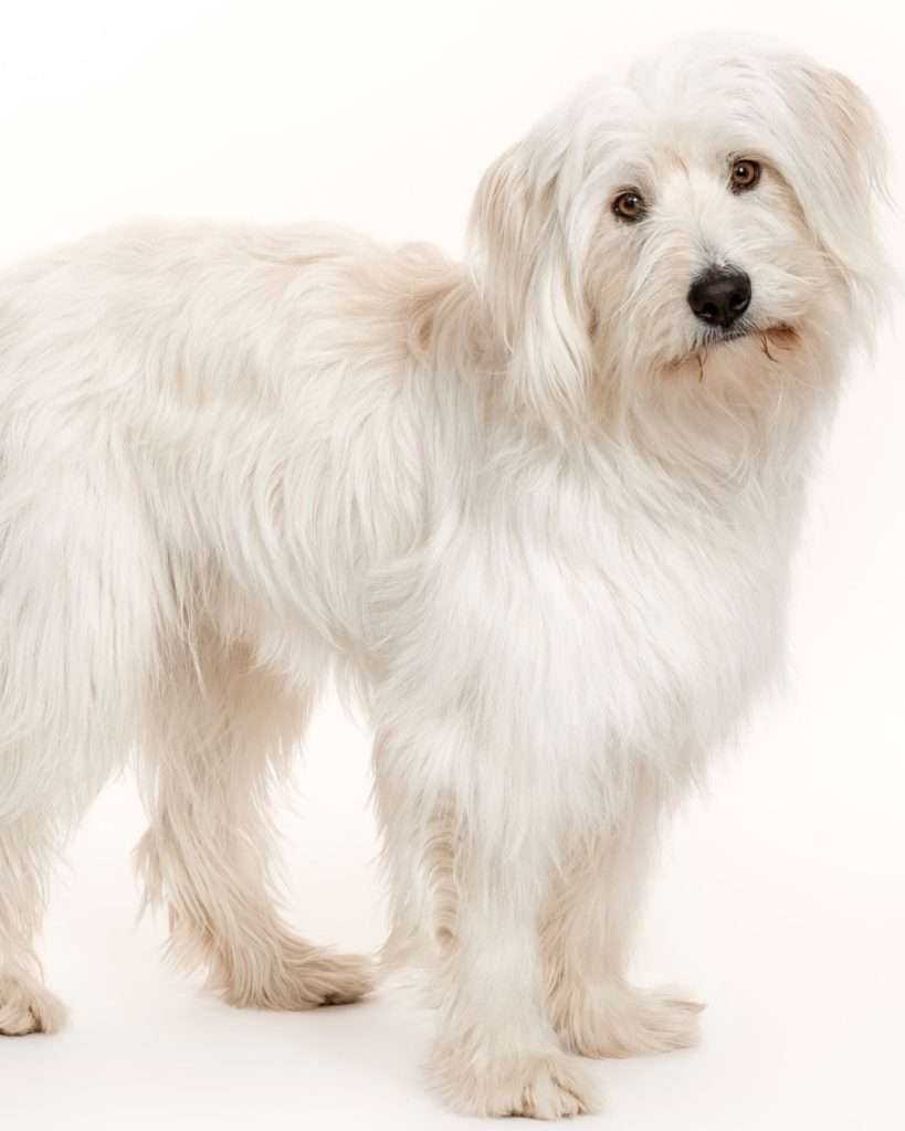 White shaggy terrier mix acting dog standing and looking at camera with head tilted