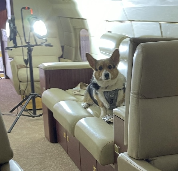 Tri-colored Corgi actor on a movie set that looks like the interior of an airplane