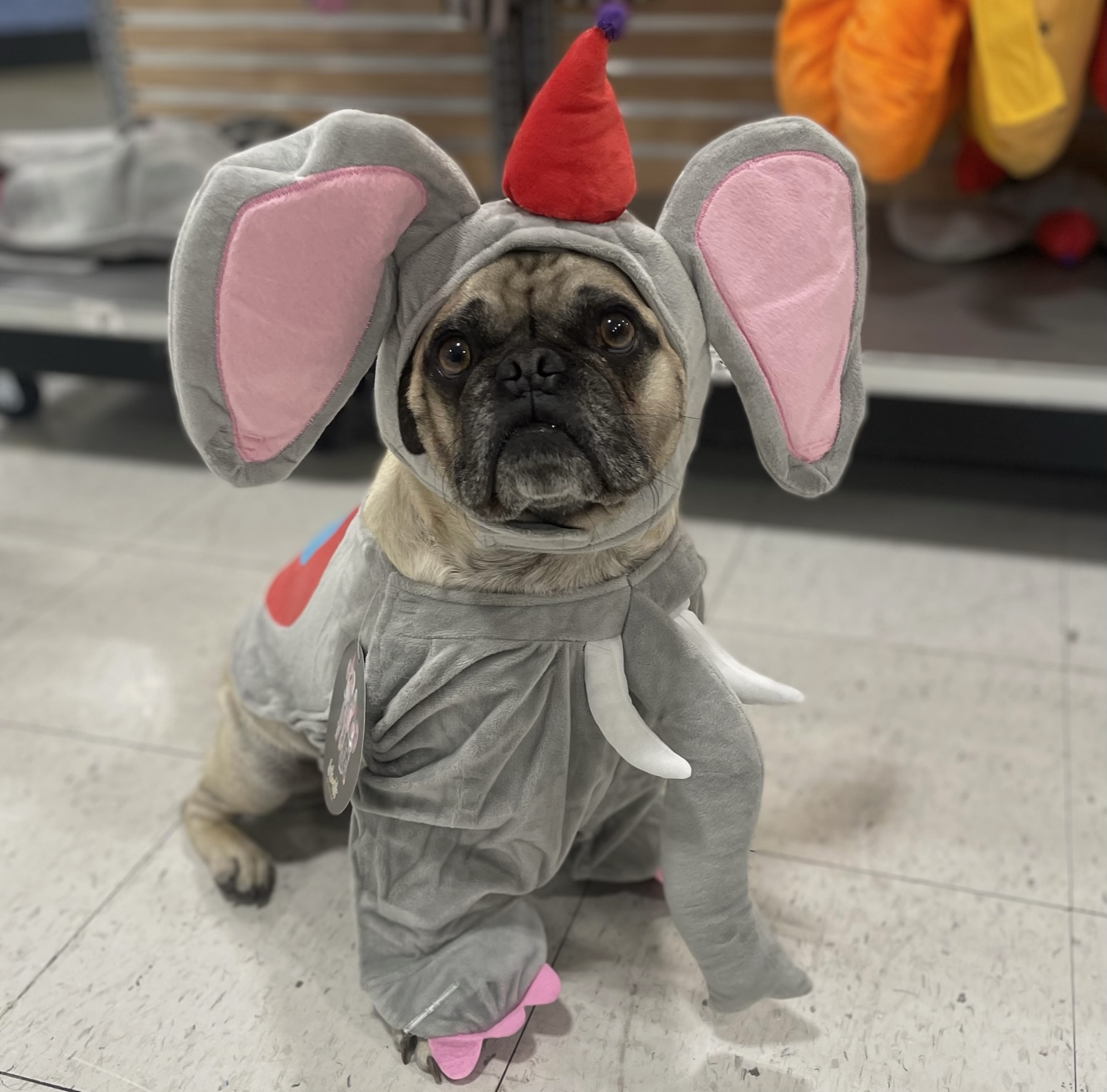 Adorable pug dog wearing an elephant halloween costume