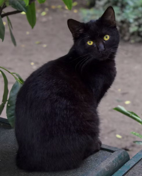 Black cat with yellow eyes sits outside and looks at the camera